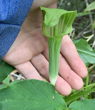 Arisaema acuminatum, photographed by natalie