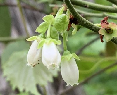 Vaccinium corymbosum, photographed by natalie