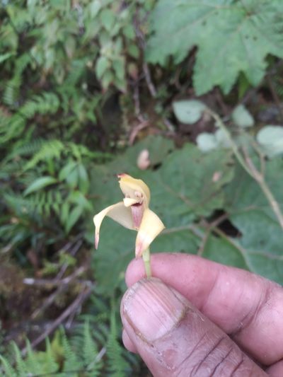 Maxillaria meridensis, photographed by Alfredo F. Fuentes Claros