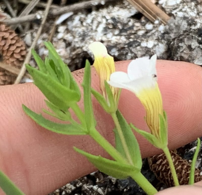 Gratiola ramosa, photographed by natalie