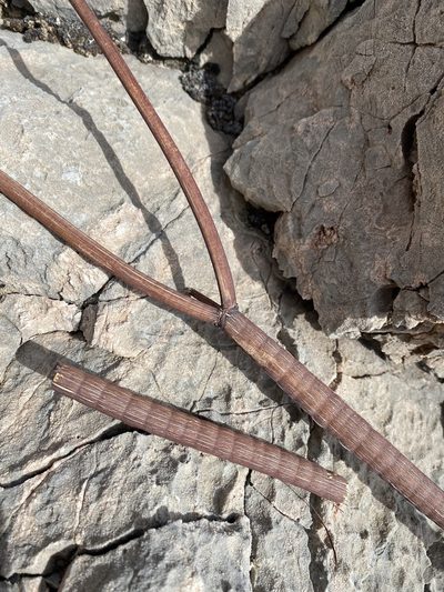 Eriogonum intrafractum, photographed by Matt Berger