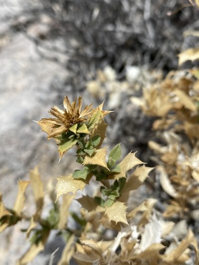 Adiaphila brickellioides, photographed by Matt Berger
