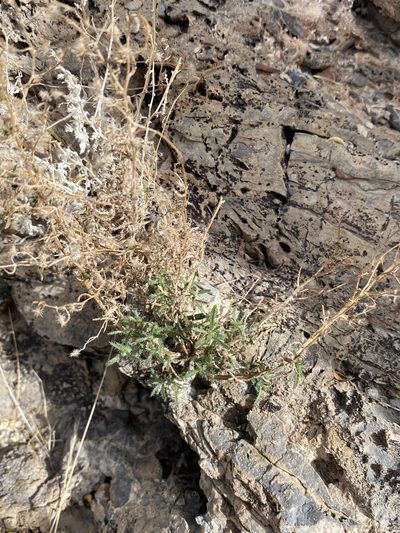 Johnstonella racemosa, photographed by Matt Berger