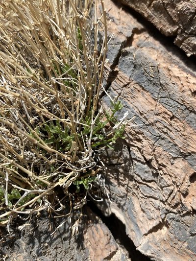 Scopulophila rixfordii, photographed by Matt Berger