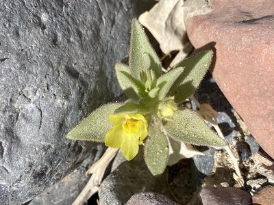 Mohavea breviflora, photographed by Matt Berger