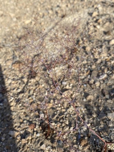 Oxytheca watsonii, photographed by Matt Berger