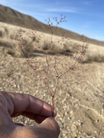 Oxytheca watsonii, photographed by Matt Berger