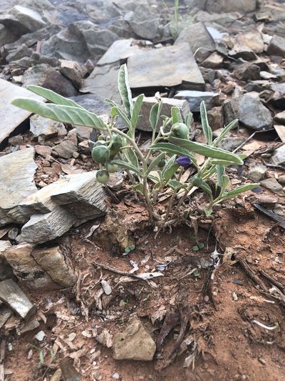 Solanum esuriale, photographed by Guy Taseski