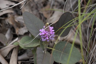 Uraria lagopodioides, photographed by Kym Nicolson