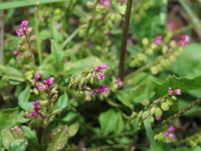 Polygala tatarinowii, photographed by chiuluan