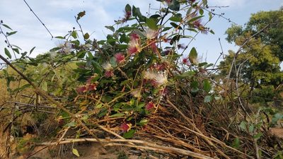 Capparis zeylanica, photographed by Harsha Jayaramaiah
