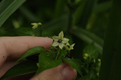 Capsicum frutescens, photographed by Eric Knight