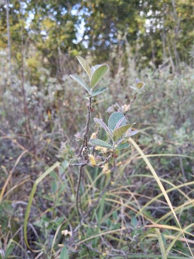 Salix breweri, photographed by Nora Bales