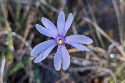 Pinguicula planifolia, photographed by Kristof Zyskowski