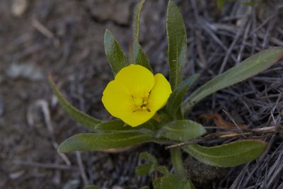 Tetrapteron graciliflorum, photographed by Ken-ichi Ueda