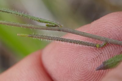 Streptanthus lasiophyllus, photographed by Ken-ichi Ueda