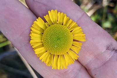 Helenium vernale, photographed by Kristof Zyskowski