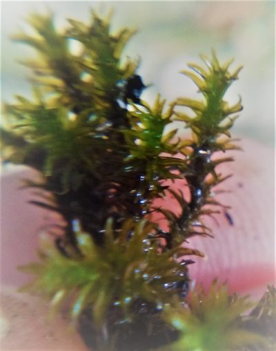 Tridontium tasmanicum, photographed by Stephen Thorpe