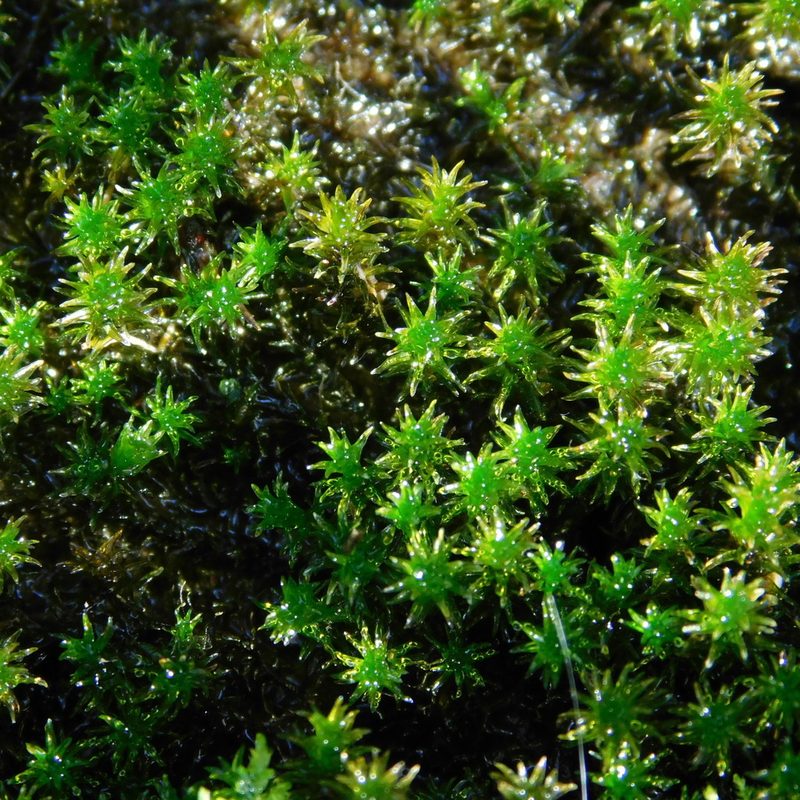 Tridontium tasmanicum, photographed by Stephen Thorpe