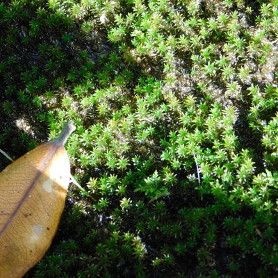 Tridontium tasmanicum, photographed by Stephen Thorpe