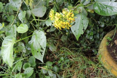 Kalanchoe densiflora, photographed by Luisa Matiz