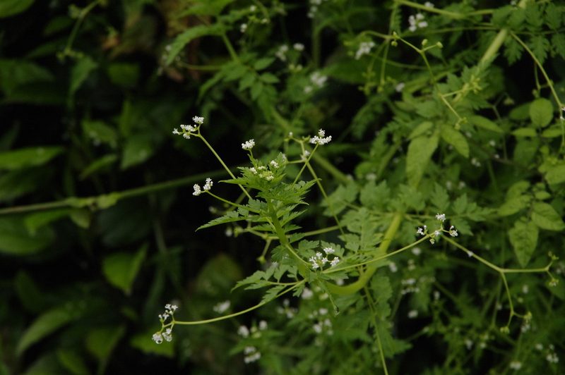 Valeriana chaerophylloides, photographed by Eric Knight