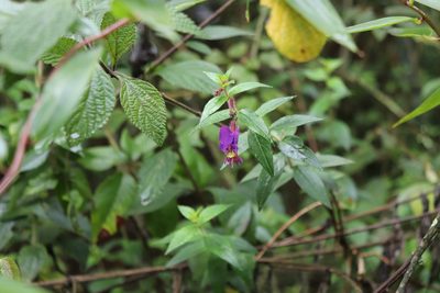 Cuphea dipetala, photographed by Luisa Matiz