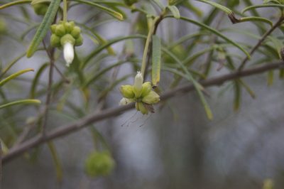 Varronia revoluta, photographed by Don Johnston