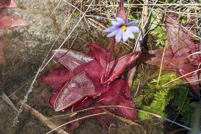 Pinguicula planifolia, photographed by Kristof Zyskowski