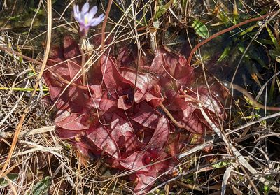 Pinguicula planifolia, photographed by Kristof Zyskowski