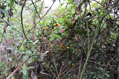 Palicourea boqueronensis, photographed by Luisa Matiz