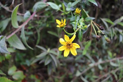 Bidens rubifolia, photographed by Luisa Matiz