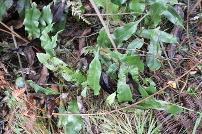 Serpocaulon levigatum, photographed by Luisa Matiz