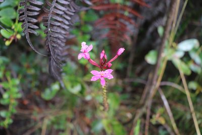 Epidendrum arachnoglossum, photographed by Luisa Matiz