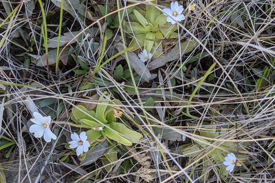 Pinguicula ionantha, photographed by Kristof Zyskowski