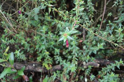 Cuphea dipetala, photographed by Luisa Matiz