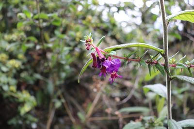 Cuphea dipetala, photographed by Luisa Matiz
