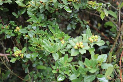 Hesperomeles obtusifolia, photographed by Luisa Matiz