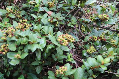 Hesperomeles obtusifolia, photographed by Luisa Matiz
