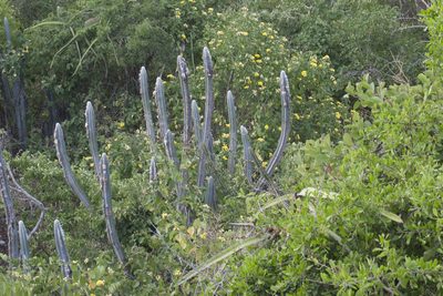 Pilosocereus lanuginosus, photographed by Kristof Zyskowski
