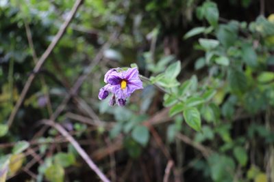 Lycianthes lycioides, photographed by Luisa Matiz