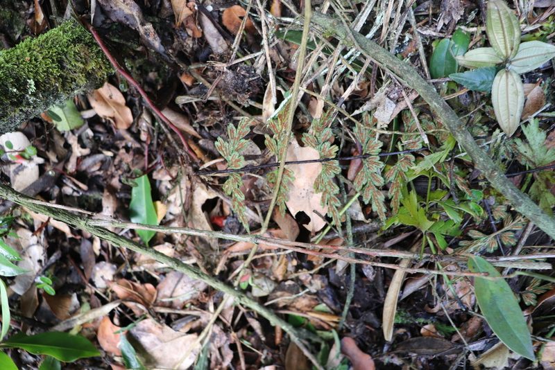 Asplenium praemorsum, photographed by Luisa Matiz