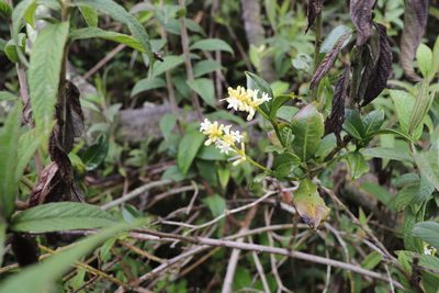 Palicourea boqueronensis, photographed by Luisa Matiz