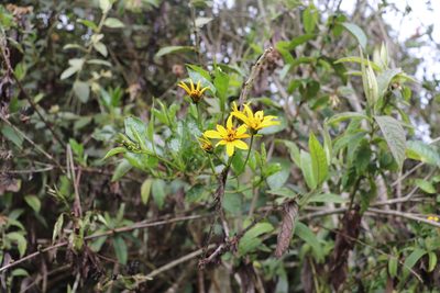 Bidens rubifolia, photographed by Luisa Matiz