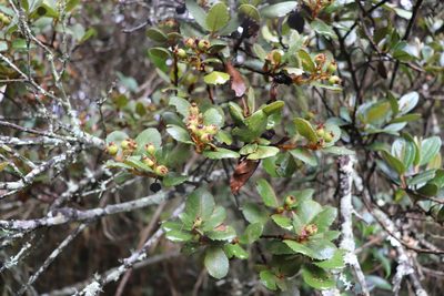 Hesperomeles obtusifolia, photographed by Luisa Matiz