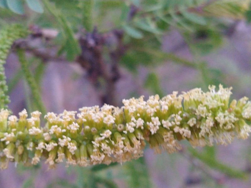 Neltuma articulata, photographed by Abraham Sánchez Romero
