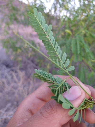 Neltuma articulata, photographed by Abraham Sánchez Romero