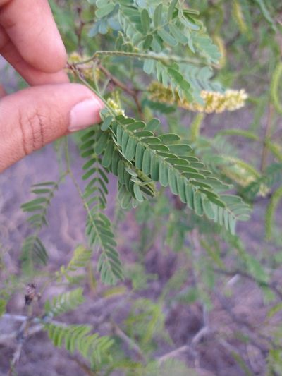 Neltuma articulata, photographed by Abraham Sánchez Romero