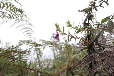 Cuphea dipetala, photographed by Luisa Matiz