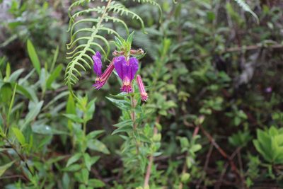 Cuphea dipetala, photographed by Luisa Matiz